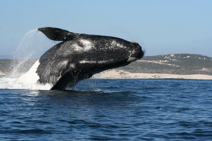 Whale Watching Hermanus - Boat base - Photo 1 of 6